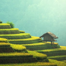 Crops SE Asia