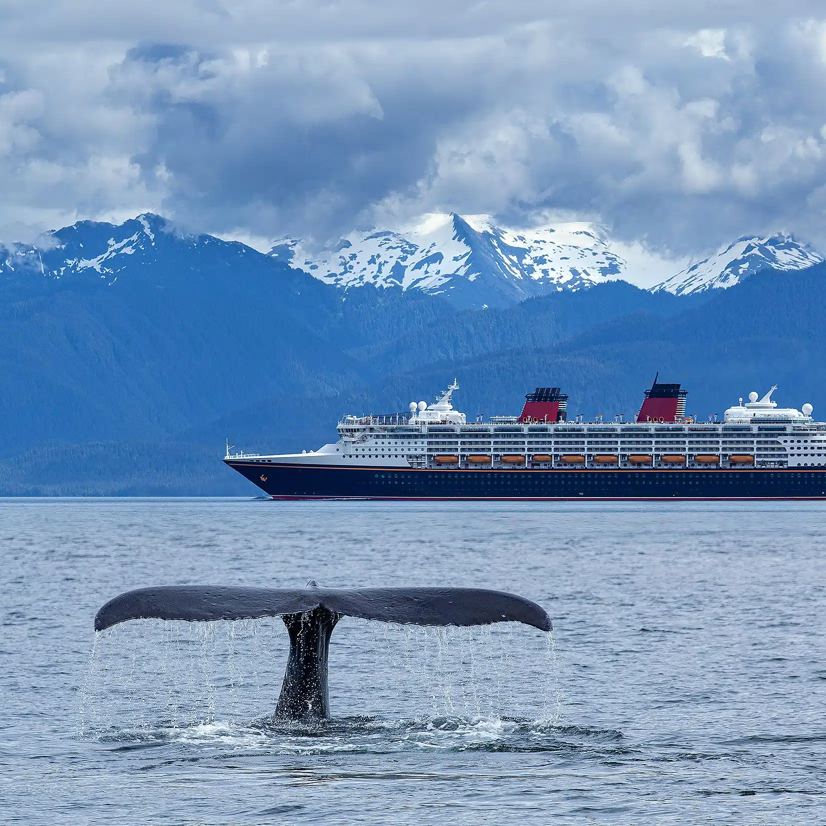 whale watching cruise
