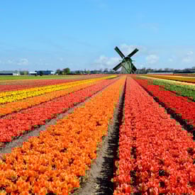 tulips in Amsterdam