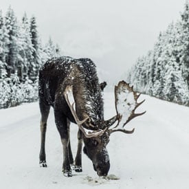 Will I see wildlife?