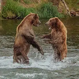 Seeing wild bears in Alaska is a magical experience.