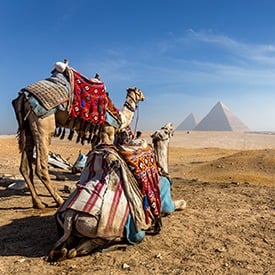 camel ride in front of the great pyramids of egypt