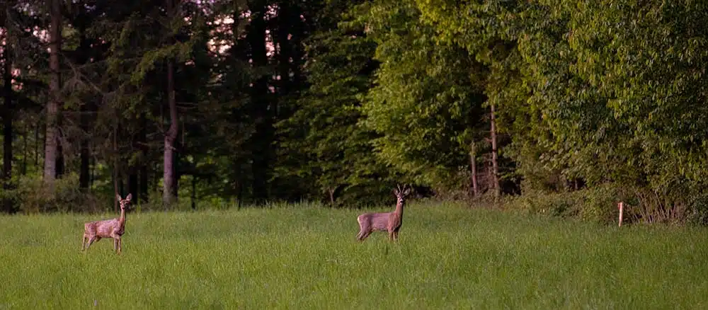 Deer panorama