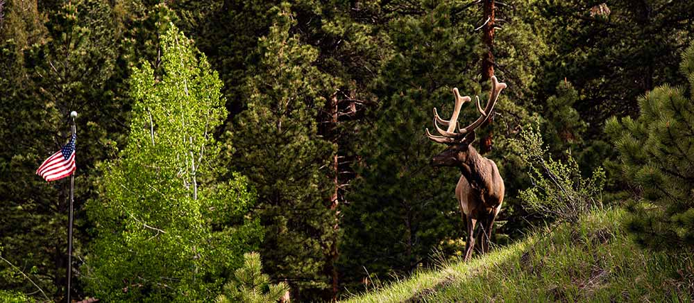 elk hunt