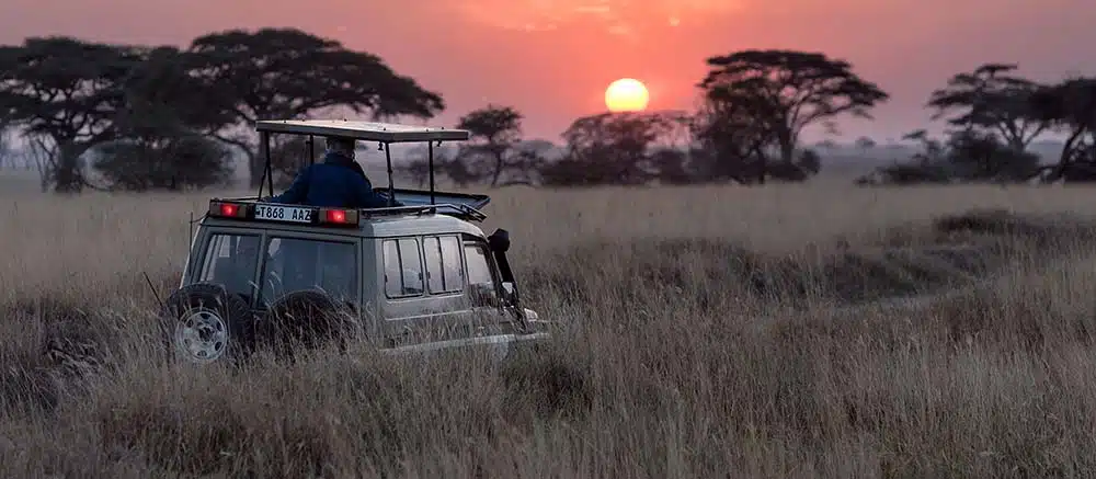 Safari