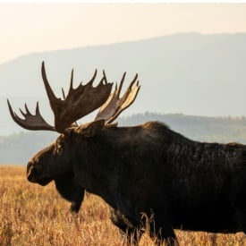 What kind of wildlife lives in the Grand Tetons?
