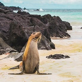 When is the best time to travel to the Galapagos?