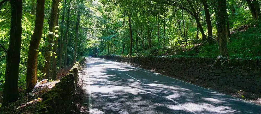road trip with trees