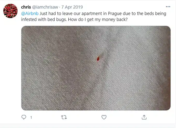 Airbnb Bugs, Bug Bites