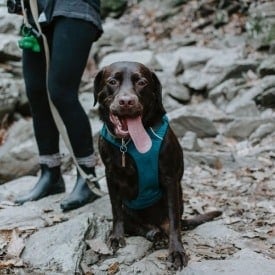 Can I bring my dog?