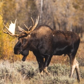 What kind of animals can I expect to encounter?