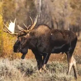 What kind of animals can I expect to encounter?