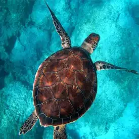 When visiting Antigua, what kind of activities can I do?