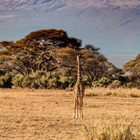 27 Top Kilimanjaro Packing List Items for 2026 + What to Wear & NOT to Bring