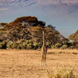 27 Top Kilimanjaro Packing List Items for 2026 + What to Wear & NOT to Bring