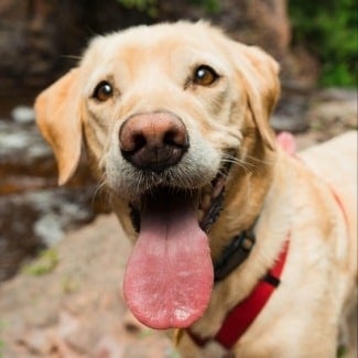 Are dogs allowed