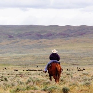 Can I interact with wildlife in Montana