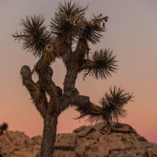 What are Joshua trees?