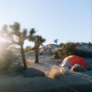 Where can I camp in Joshua Tree?