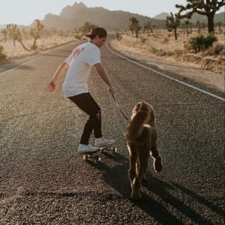 Why aren’t dogs allowed?