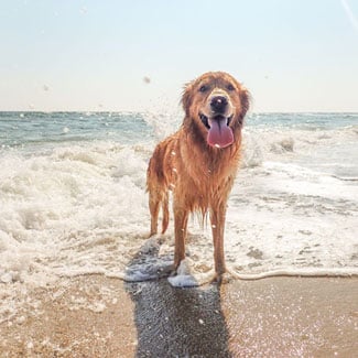 Is the Outer Banks pet friendly?