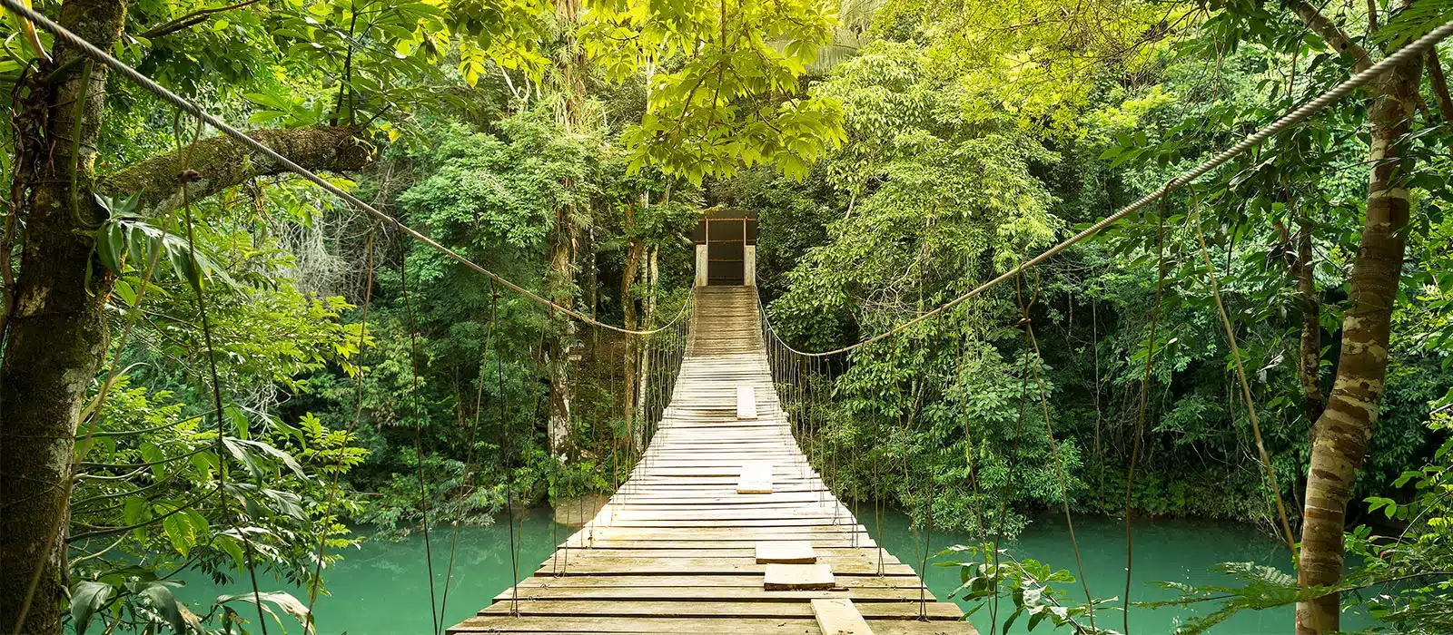 belize rainforest