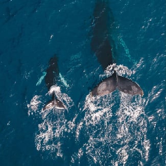 Can I go Whale Watching in Tahiti?