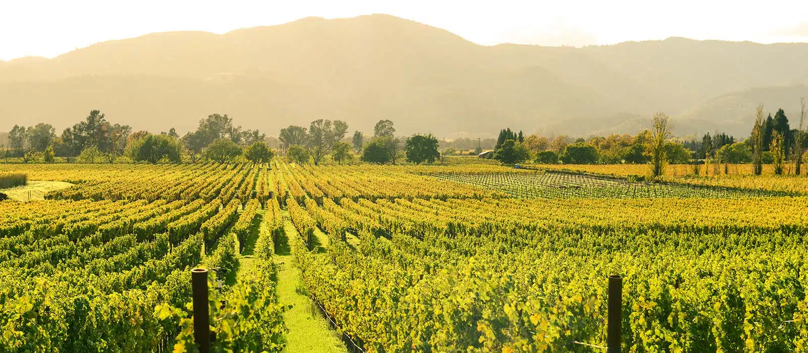 Napa header image, vineyards
