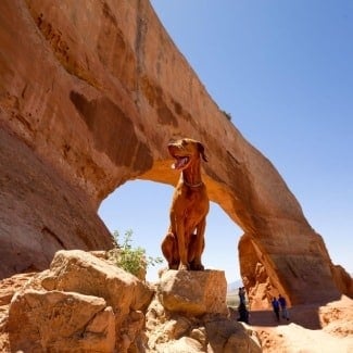 Is Utah a dog-friendly state