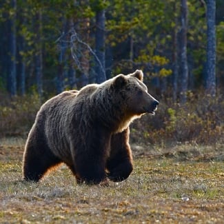 What bears are in Vancouver?