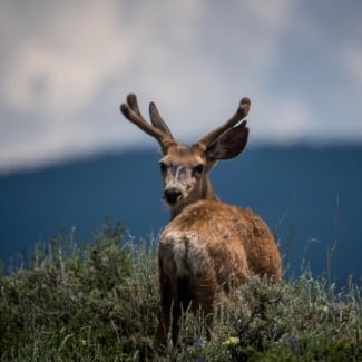 What kind of wildlife does Bryce Canyon National Park have?