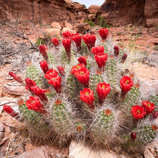 Is it safe to visit Arches National Park alone?