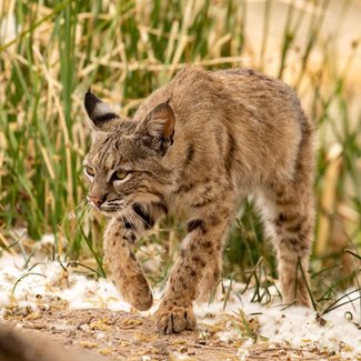 What kind of wildlife does Arches National Park have?