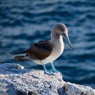 Are the Galapagos Islands part of Ecuador?