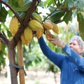 Cacao Farm Tour 