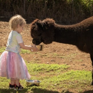 Pet an Alpaca on a Volcano!
