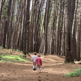 Walk in Silence through a Pine Forest