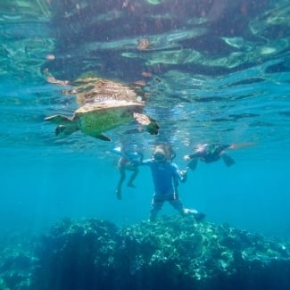 See Whales and Snorkel with Turtles at Turtle Town