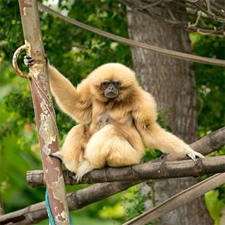 monkey at honolulu zoo