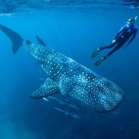 Swim with Whale Sharks and Turtles
