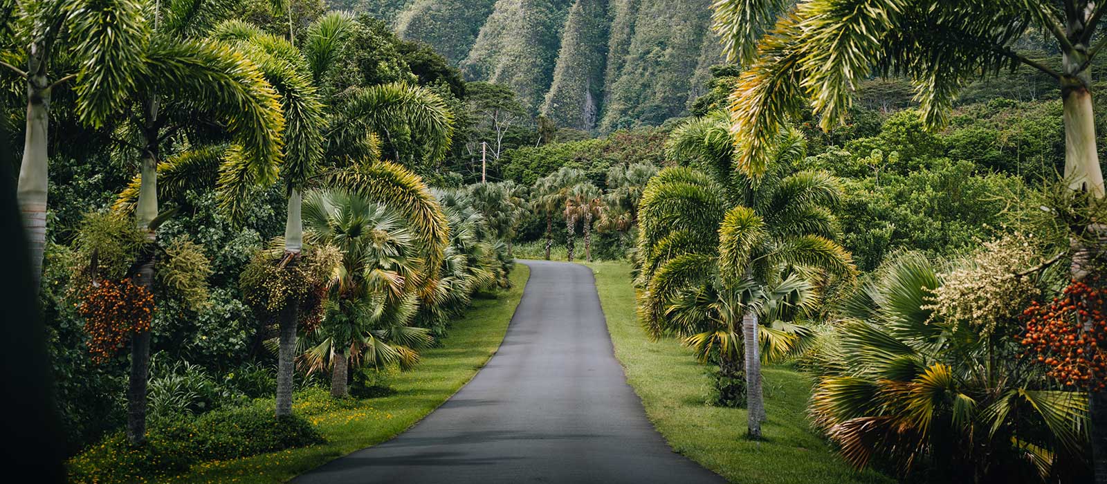 Oahu jungle road