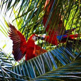 Are any vaccinations required or recommended?