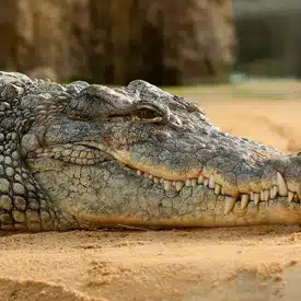 Do I need to worry about dangerous animals?