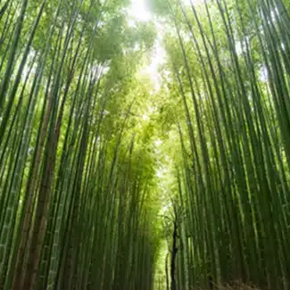 When is the best season to visit Japan?