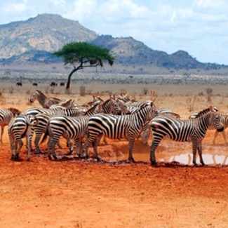 Are African safaris ethical?