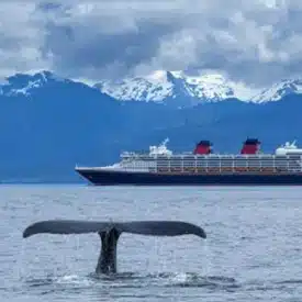Is it better to arrange my own excursions or take the ones offered by the cruise line?
